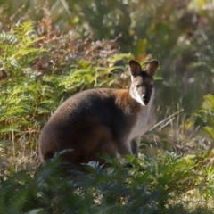 Notamacropus rufogriseus (Red-necked Wallaby) at Jedbinbilla - 22 Jun 2024 by TimL