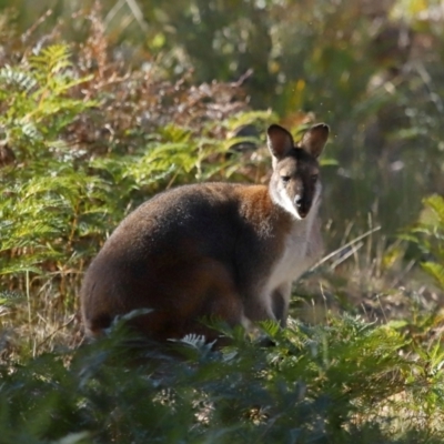 Notamacropus rufogriseus (Red-necked Wallaby) at Jedbinbilla - 22 Jun 2024 by TimL