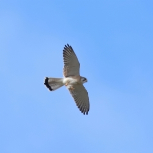 Falco cenchroides at Reservoir Hill, Lawson - 17 Jun 2024 03:19 PM