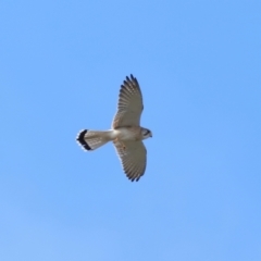 Falco cenchroides at Reservoir Hill, Lawson - 17 Jun 2024