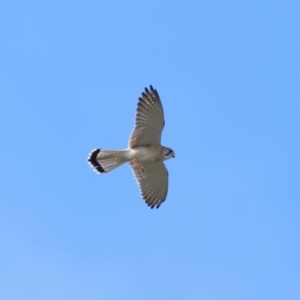 Falco cenchroides at Reservoir Hill, Lawson - 17 Jun 2024 03:19 PM