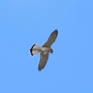 Falco cenchroides at Reservoir Hill, Lawson - 17 Jun 2024 03:19 PM