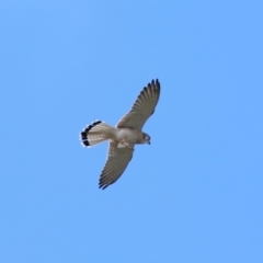 Falco cenchroides at Reservoir Hill, Lawson - 17 Jun 2024 03:19 PM