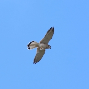 Falco cenchroides at Reservoir Hill, Lawson - 17 Jun 2024 03:19 PM