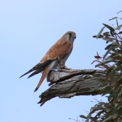 Falco cenchroides (Nankeen Kestrel) at Reservoir Hill, Lawson - 17 Jun 2024 by TimL