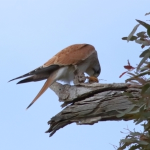 Falco cenchroides at Reservoir Hill, Lawson - 17 Jun 2024