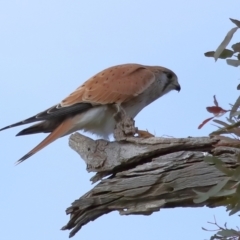 Falco cenchroides at Reservoir Hill, Lawson - 17 Jun 2024