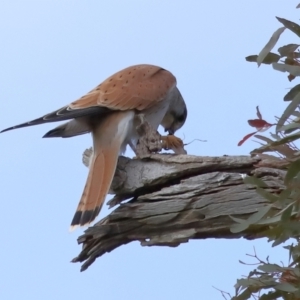 Falco cenchroides at Reservoir Hill, Lawson - 17 Jun 2024