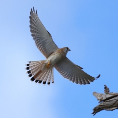 Falco cenchroides (Nankeen Kestrel) at Reservoir Hill, Lawson - 17 Jun 2024 by TimL