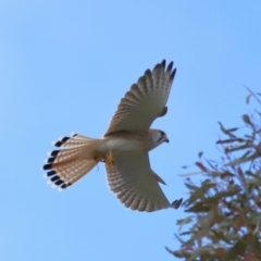 Falco cenchroides at Reservoir Hill, Lawson - 17 Jun 2024