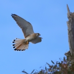 Falco cenchroides at Reservoir Hill, Lawson - 17 Jun 2024