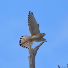 Falco cenchroides at Reservoir Hill, Lawson - 17 Jun 2024