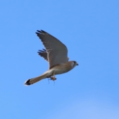 Falco cenchroides at Reservoir Hill, Lawson - 17 Jun 2024