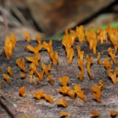 Calocera sp. (A stagshorn fungus) at Mount Majura - 23 Jun 2024 by TimL