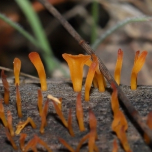 Calocera sp. at Mount Majura - 23 Jun 2024