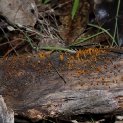 Calocera sp. at Mount Majura - 23 Jun 2024