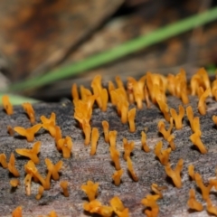 Calocera sp. at Mount Majura - 23 Jun 2024