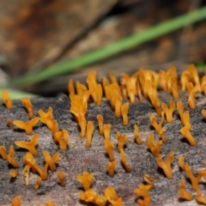 Calocera sp. at Mount Majura - 23 Jun 2024