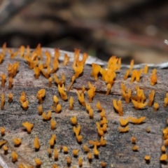 Calocera sp. at Mount Majura - 23 Jun 2024