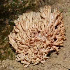 Unidentified Coralloid fungus, markedly branched at Kambah, ACT - 22 Jun 2024 by TimL