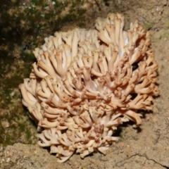 Ramaria capitata var. capitata (Pale cauliflower coral) at Jedbinbilla - 22 Jun 2024 by TimL