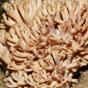 Ramaria capitata var. capitata at Jedbinbilla - 22 Jun 2024