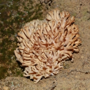 Ramaria capitata var. capitata at Jedbinbilla - 22 Jun 2024