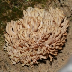 Ramaria capitata var. capitata at Jedbinbilla - 22 Jun 2024