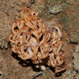 Ramaria capitata var. capitata at Jedbinbilla - 22 Jun 2024 12:27 PM