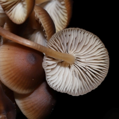 Mycena sp. (genus) (Mycena) at Tidbinbilla Nature Reserve - 22 Jun 2024 by TimL