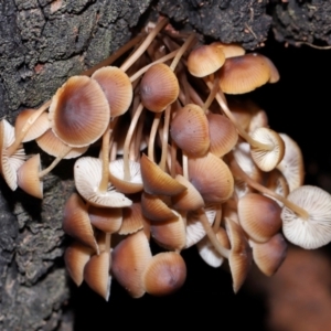 Mycena sp. at Tidbinbilla Nature Reserve - 22 Jun 2024