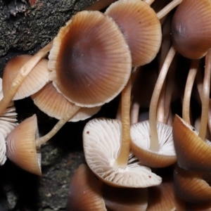 Mycena sp. at Tidbinbilla Nature Reserve - 22 Jun 2024