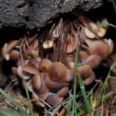 Mycena sp. at Tidbinbilla Nature Reserve - 22 Jun 2024 03:30 PM