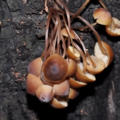 Mycena sp. at Tidbinbilla Nature Reserve - 22 Jun 2024 03:30 PM