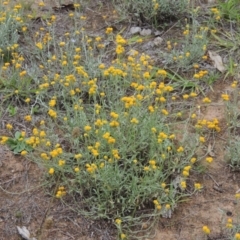 Chrysocephalum apiculatum (Common Everlasting) at Conder, ACT - 7 Jan 2024 by michaelb