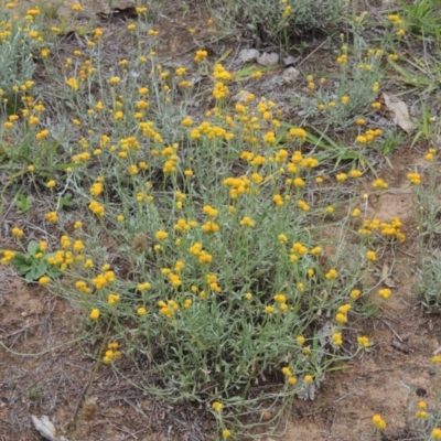 Chrysocephalum apiculatum (Common Everlasting) at Tuggeranong Hill - 7 Jan 2024 by michaelb