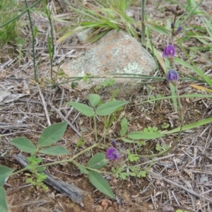 Glycine tabacina at Tuggeranong Hill - 7 Jan 2024