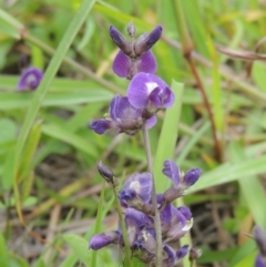 Glycine tabacina at Tuggeranong Hill - 7 Jan 2024