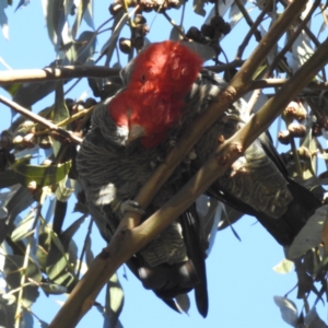 Callocephalon fimbriatum at Narrabundah, ACT - suppressed