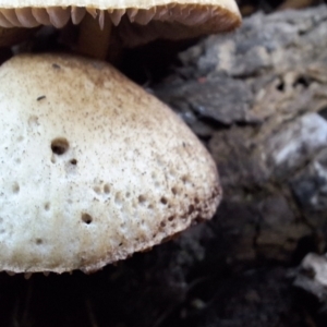 Mycena 'clarkeana group' at Mount Ainslie - 23 Jun 2024