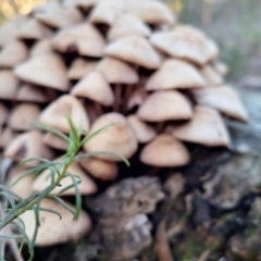 Mycena 'clarkeana group' at Mount Ainslie - 23 Jun 2024