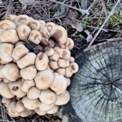 Mycena 'clarkeana group' at Mount Ainslie - 23 Jun 2024