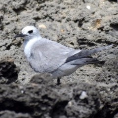 Anous albivitta (Grey Ternlet) at Lord Howe Island Permanent Park - 28 Jan 2022 by MichaelBedingfield