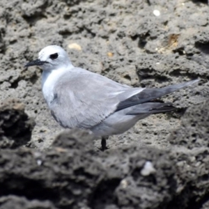 Anous albivitta at Lord Howe Island Permanent Park - 28 Jan 2022