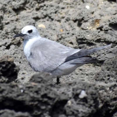 Anous albivitta (Grey Ternlet) at Lord Howe Island, NSW - 28 Jan 2022 by michaelb