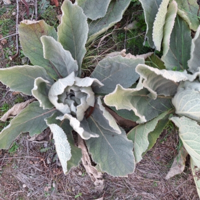 Verbascum thapsus subsp. thapsus (Great Mullein, Aaron's Rod) at Hackett, ACT - 23 Jun 2024 by JenniM
