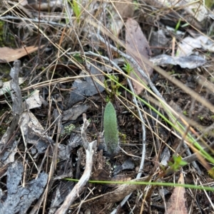 Caladenia actensis at suppressed - 24 Jun 2024