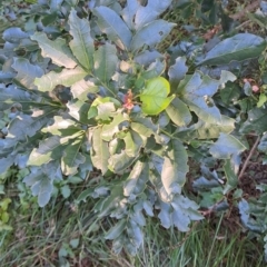 Synoum glandulosum subsp. glandulosum (Scentless Rosewood) at Murramarang National Park - 24 Jun 2024 by LPadg
