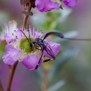 Gasteruption sp. (genus) at Florey, ACT - 7 Nov 2023