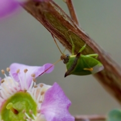 Cuspicona thoracica (Shield bug) at Florey, ACT - 7 Nov 2023 by KorinneM